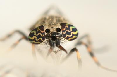 <i>Haematopota pluvialis</i>