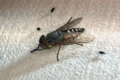 <i>Tabanus</i>