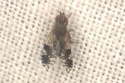 <i>Tephritis neesii</i>