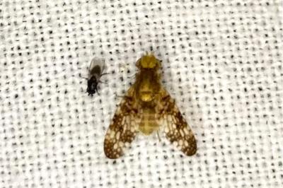 <i>Oxyna parietina</i>