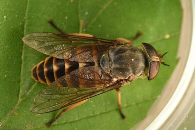 <i>Tabanus sudeticus</i>