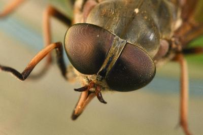 <i>Tabanus sudeticus</i>
