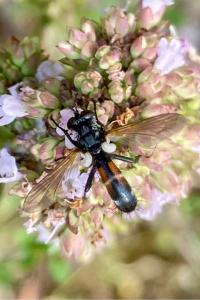 <i>Cylindromyia</i>