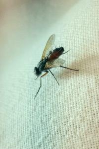 <i>Mintho rufiventris</i>