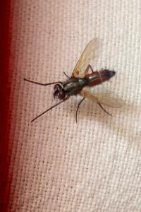 <i>Mintho rufiventris</i>