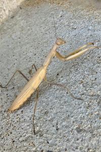 <i>Mantis religiosa</i>