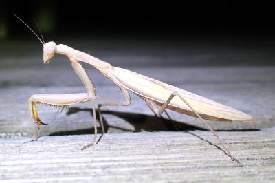 Mantis religiosa