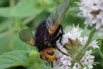 <i>Tachina grossa</i>