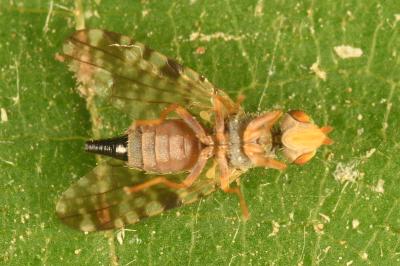 <i>Campiglossa absinthii</i>