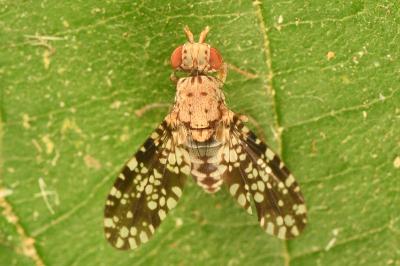 <i>Trypetoptera punctulata</i>