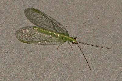 <i>Chrysoperla</i>