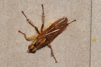 <i>Scathophaga stercoraria</i>