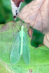 <i>Chrysoperla</i>