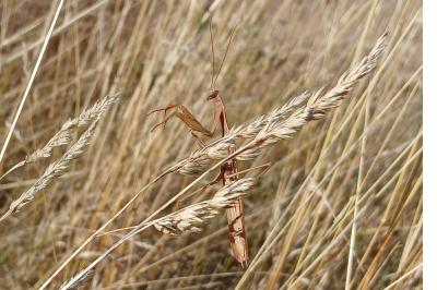 <i>Mantis religiosa</i>