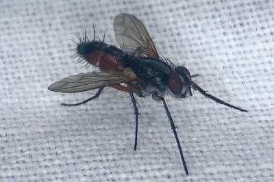 <i>Mintho rufiventris</i>
