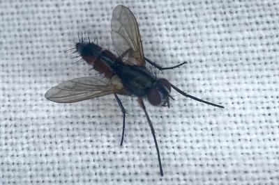<i>Mintho rufiventris</i>