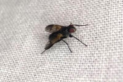 <i>Paykullia maculata</i>