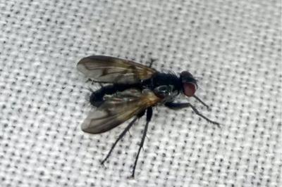 <i>Paykullia maculata</i>