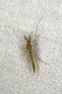 <i>Chironomus</i>
