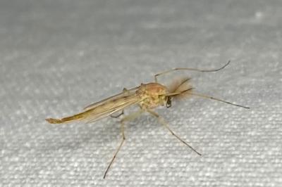 <i>Chironomus</i>