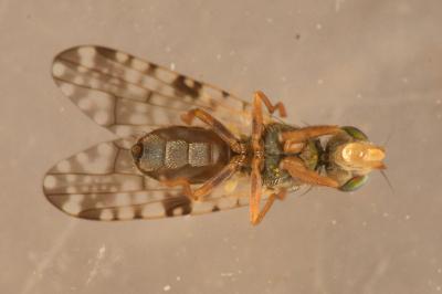 Campiglossa bidentis