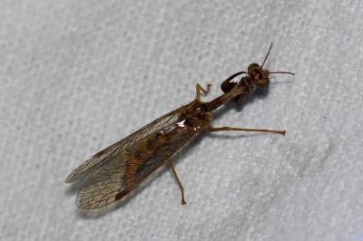 <i>Mantispa styriaca</i>