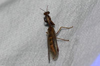 <i>Mantispa styriaca</i>