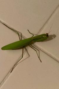 <i>Mantis religiosa</i>