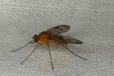 Chrysopilus laetus