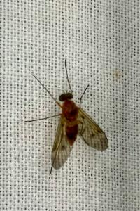 <i>Chrysopilus laetus</i>