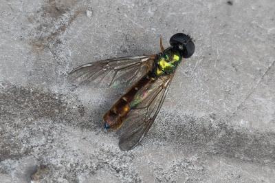 <i>Sargus bipunctatus</i>