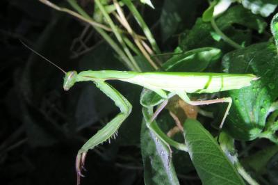 <i>Mantis religiosa</i>
