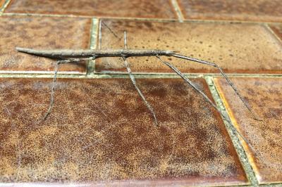 <i>Clonopsis gallica</i>