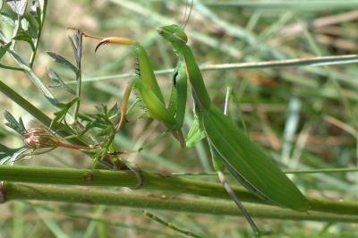 <i>Mantis religiosa</i>