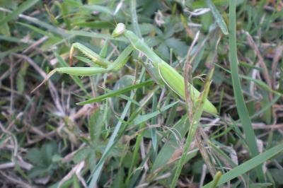 <i>Mantis religiosa</i>