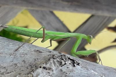 <i>Mantis religiosa</i>