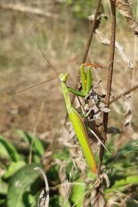 <i>Mantis religiosa</i>