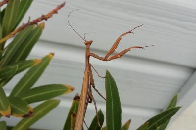 <i>Mantis religiosa</i>