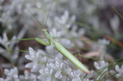 Mantidae