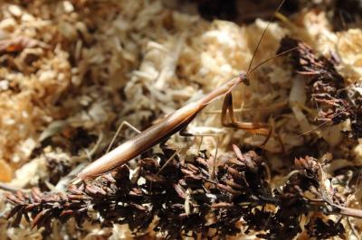 <i>Mantis religiosa</i>