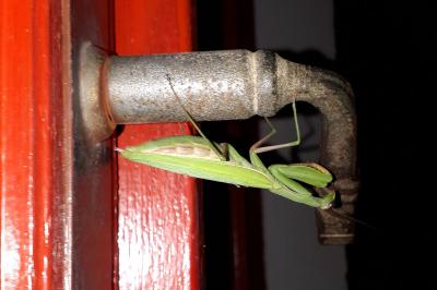 <i>Mantis religiosa</i>
