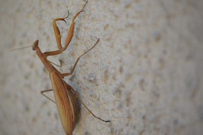 <i>Mantis religiosa</i>
