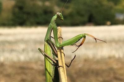 <i>Mantis religiosa</i>
