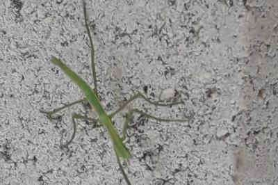<i>Clonopsis gallica</i>