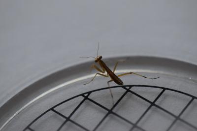 <i>Mantis religiosa</i>