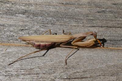 <i>Mantis religiosa</i>