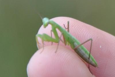 <i>Mantis religiosa</i>