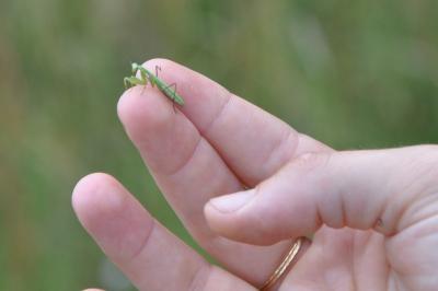 <i>Mantis religiosa</i>