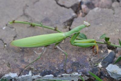 <i>Mantis religiosa</i>