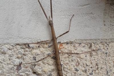 <i>Clonopsis gallica</i>